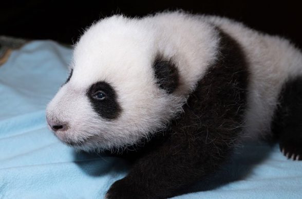 panda cub smithsonian