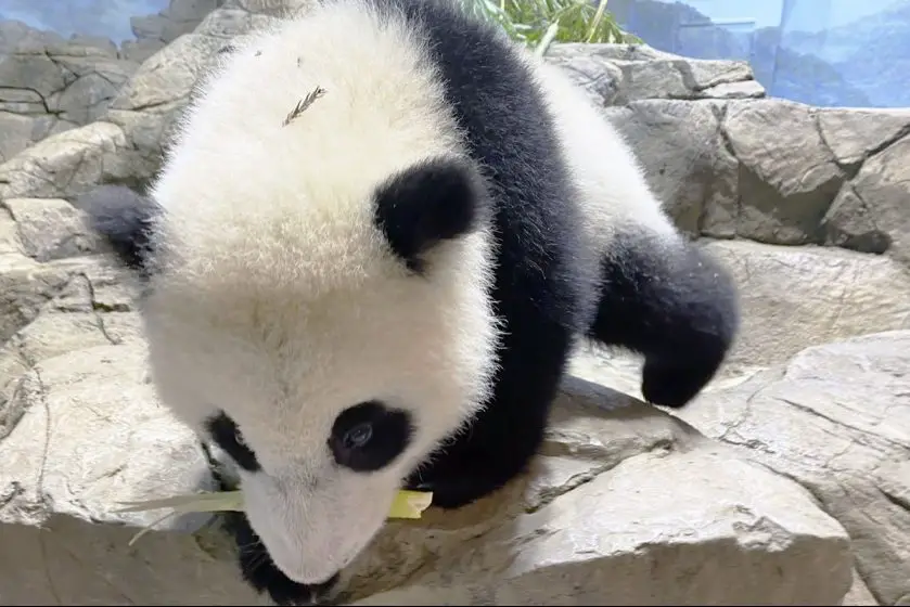 Giant Panda Cub Xiao Qi Ji update