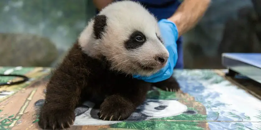 giant panda cub smithsonian's national zoo teething