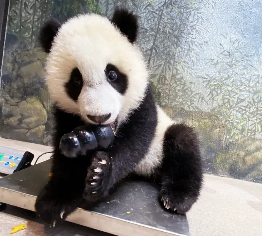 Giant Panda Cub Xiao Qi Ji update