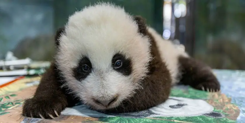 giant panda cub smithsonian's national zoo teething