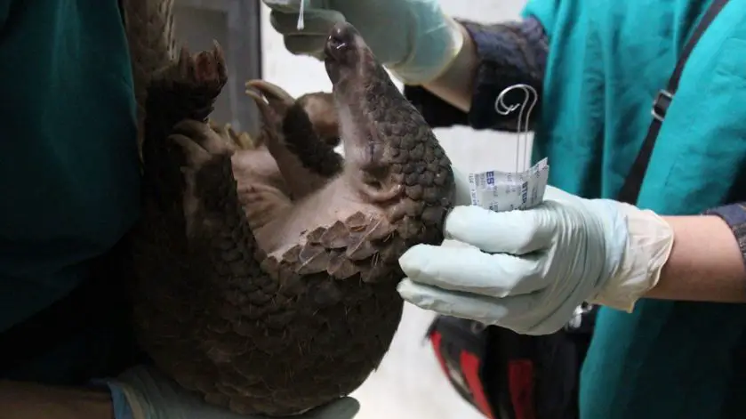 Pangolin Covid WCS