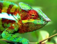 panther chameleon