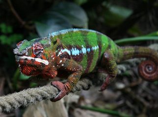 panther chameleon
