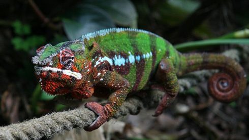 panther chameleon