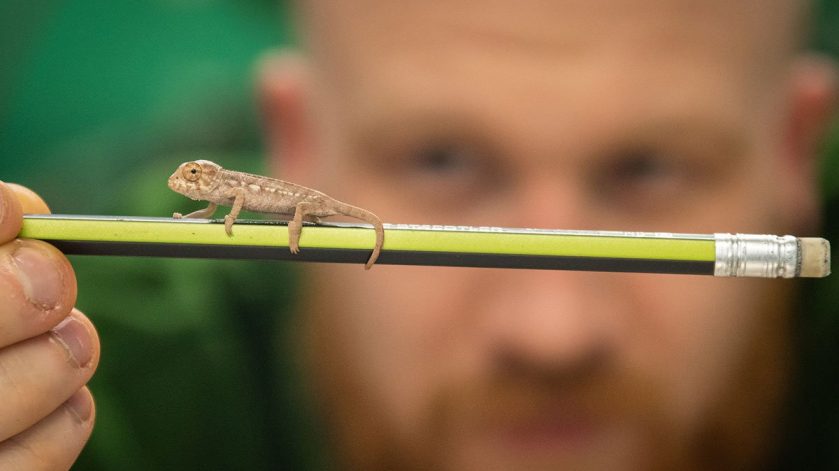 Panther Chameleon Hatchling ZSL Whipsnade Zoo