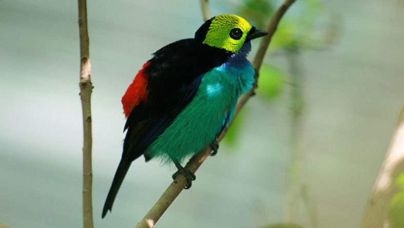 Paradise Tanager