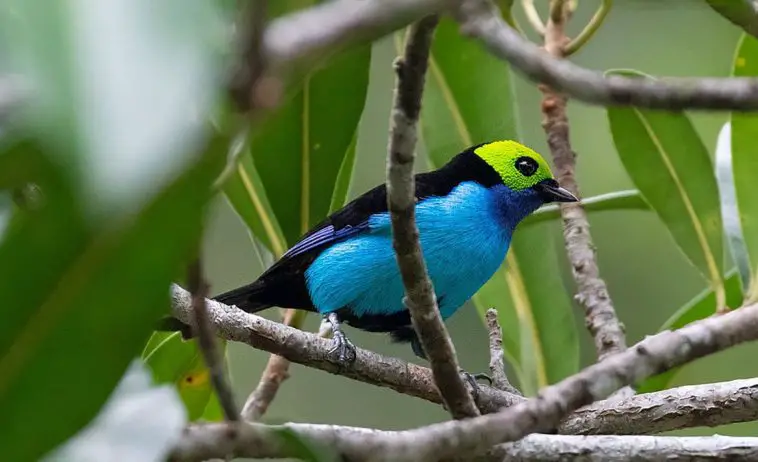 Paradise Tanager