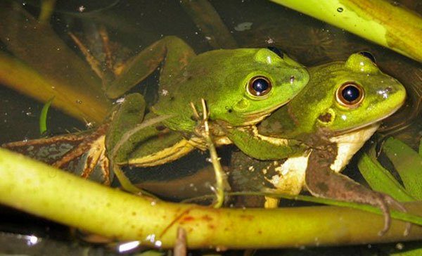 Paradoxical Frog