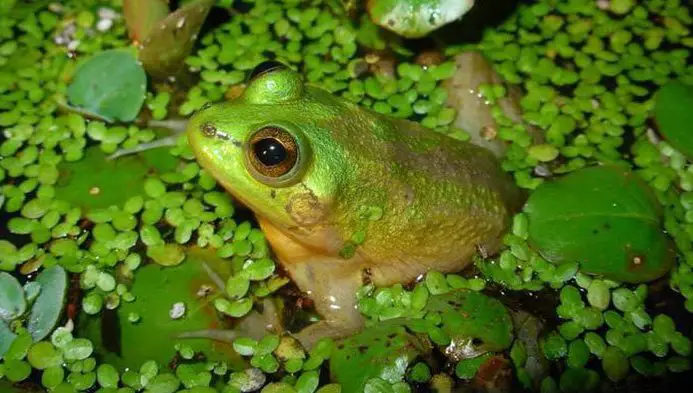 Paradoxical Frog