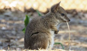 Parma Wallaby (Macropus parma)