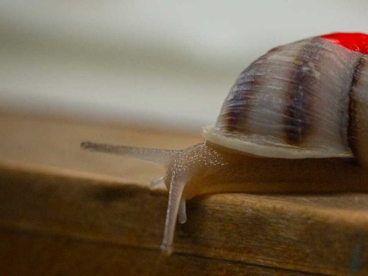 Partula Snail ZSL London Zoo