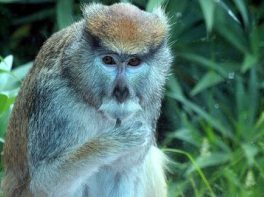 Patas monkey