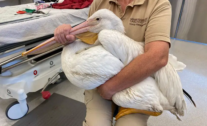 American white pelican rescue Oakland Zoo