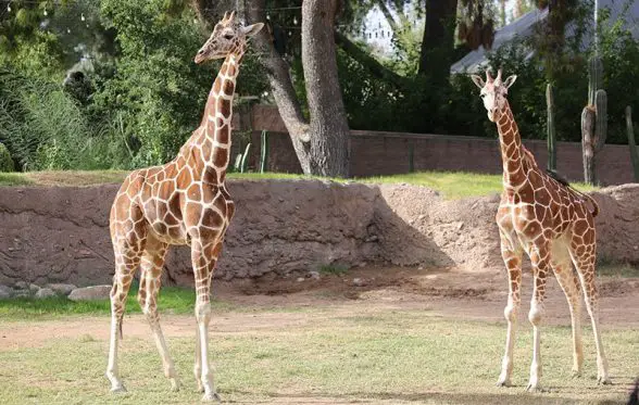 giraffe reid park zoo