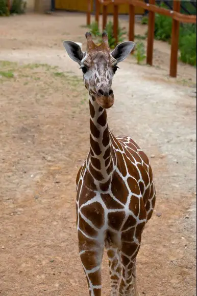 giraffe reid park zoo