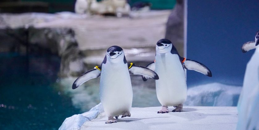 Polk Penguin Conservation Center Reopens Detroit Zoo
