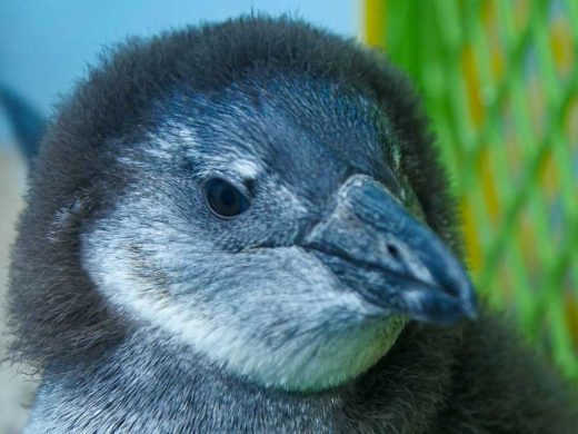 African Penguin Chick at Audubon Aquarium