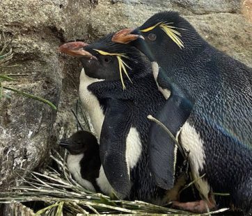 penguin chick st louis zoo