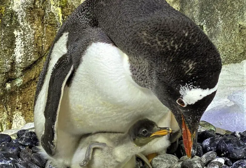 penguins chicks sea life sydney aquarium