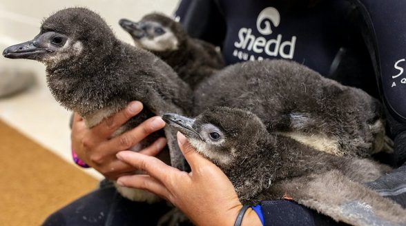 Penguin chicks explore Shedd