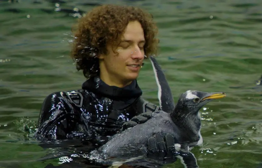 SEA LIFE Sydney Aquarium Penguin Swim School
