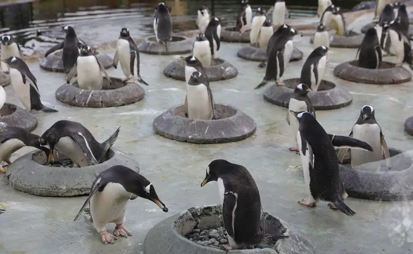 Edinburgh Zoo Penguin Breeding Season