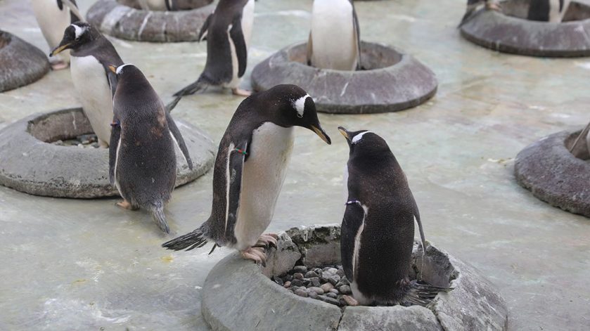 Edinburgh Zoo Penguin Breeding Season