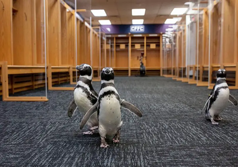 Shedd Aquarium penguins at Soldier Field
