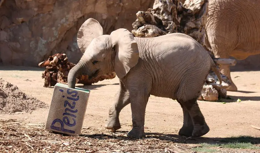 Penzi the elephant birthday Reid Park Zoo