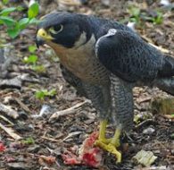 Peregrine Falcon