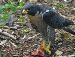 Peregrine Falcon