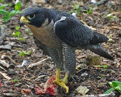 Peregrine Falcon