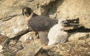 Peregrine falcon