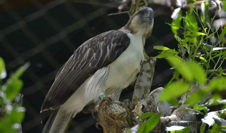 Philippine Eagle