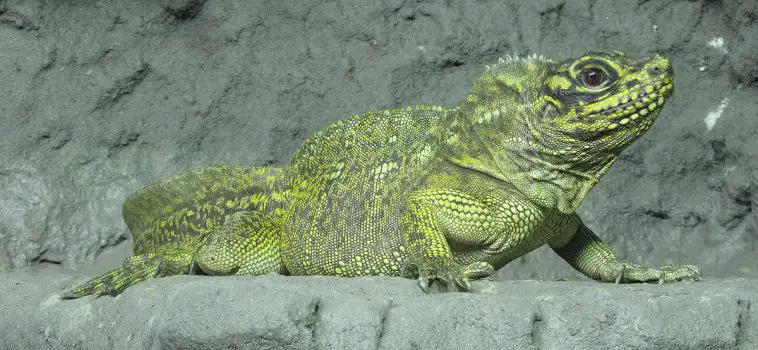 Philippine Sailfin Lizard