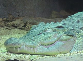 Philippines Crocodile