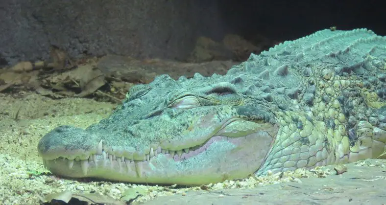 Philippines Crocodile