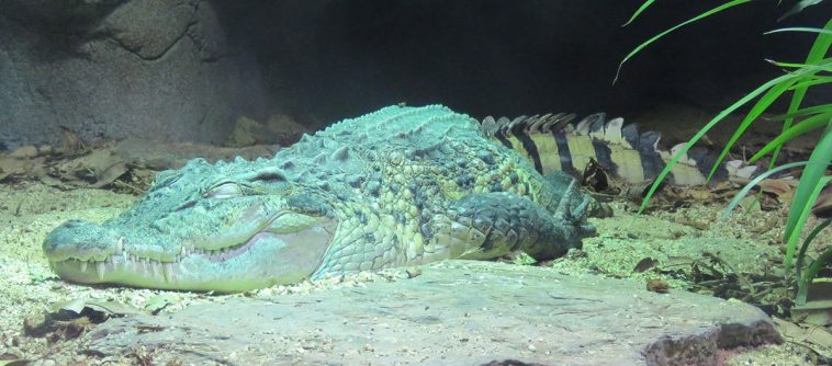 Philippines Crocodile