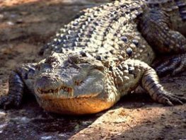 Philippines crocodile