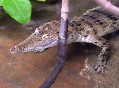 Philippines crocodile