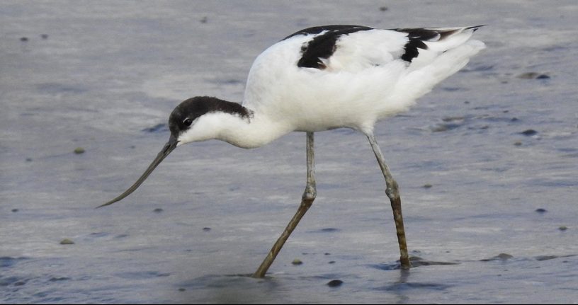 pied avocet