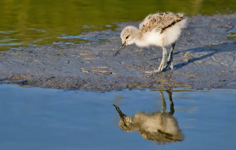 pied avocet
