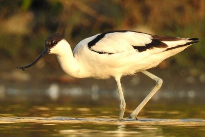 pied avocet