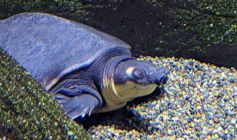 Pig-Nosed Turtle (Carettochelys insculpta)