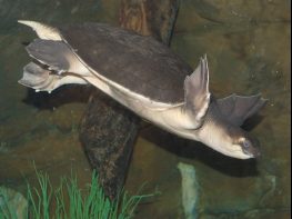 pig-nosed turtle