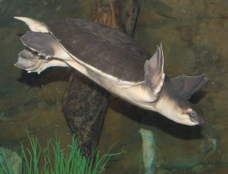 pig-nosed turtle