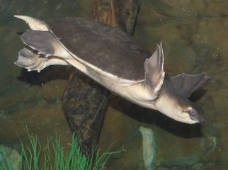 pig-nosed turtle