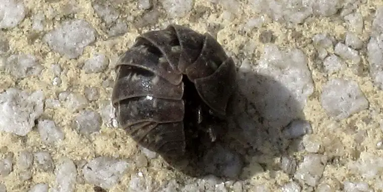 Pillbug