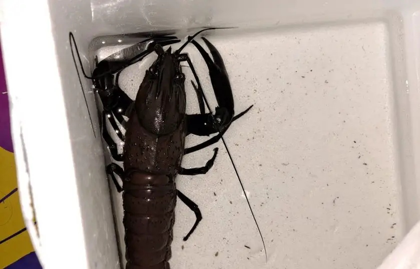 Pinchy the Lucky Crayfish at SEA LIFE Sydney Aquarium